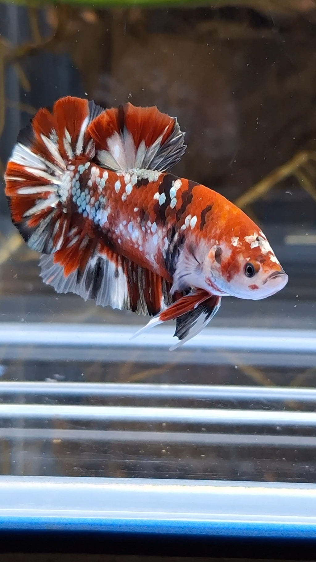 Red Koi Copper Gold Iron Man Plakat HMPK Betta Fish Male