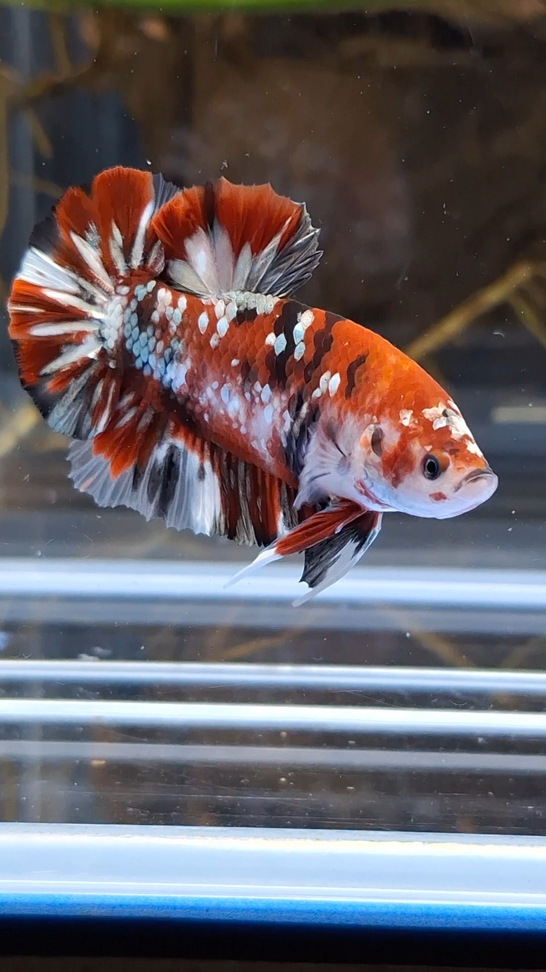 Red Koi Copper Gold Iron Man Plakat HMPK Betta Fish Male
