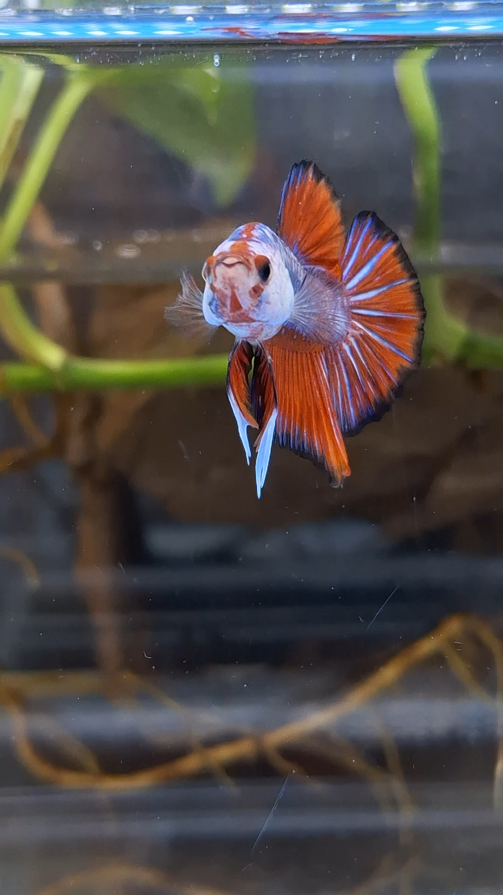 Fancy HMPK Betta Fish Male