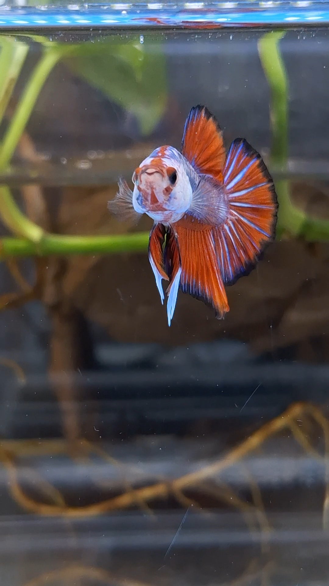 Fancy HMPK Betta Fish Male