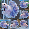 King Feathertail Halfmoon Dumbo Rose Ear Blue Sky Butterfly Premium Betta Fish Male