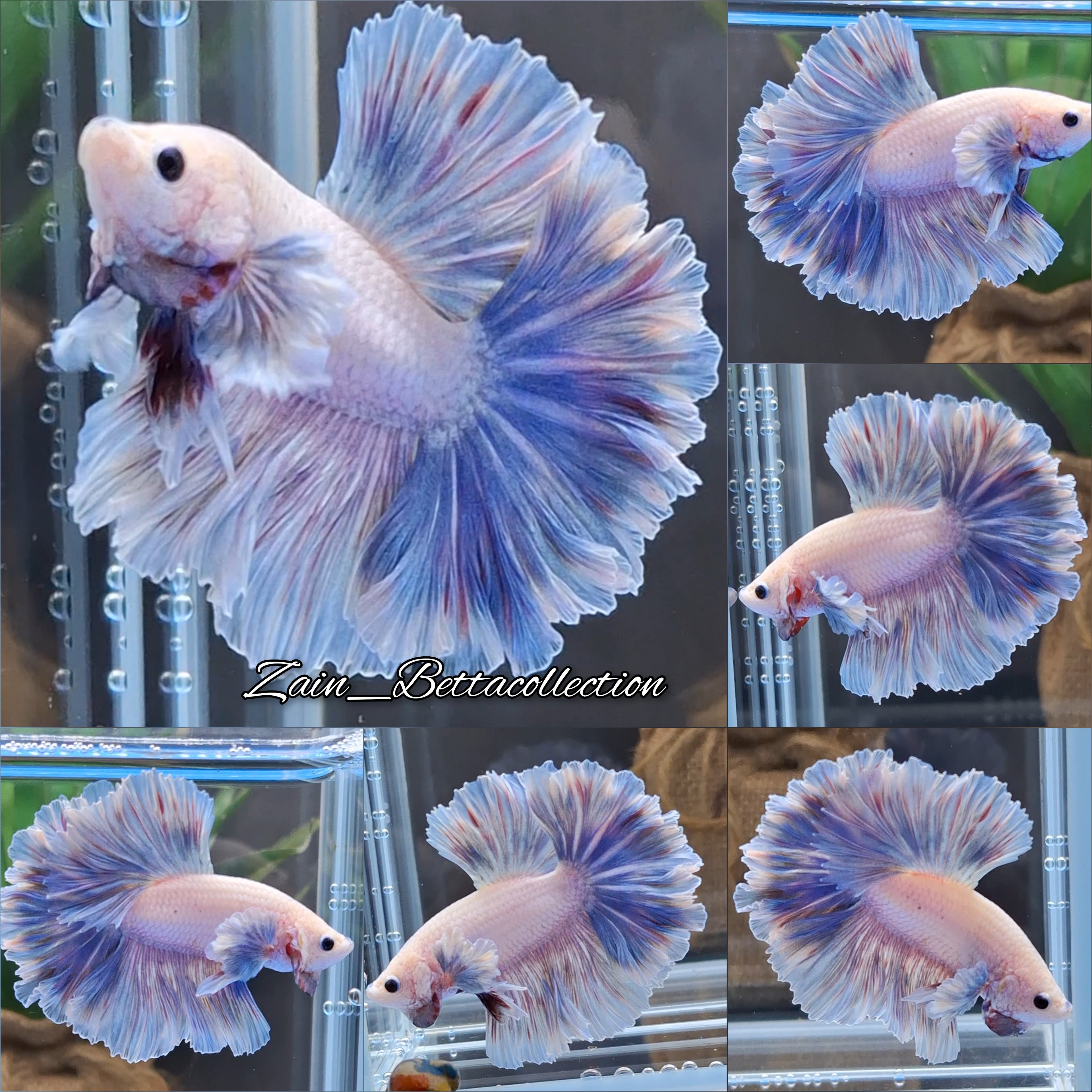 King Feathertail Halfmoon Dumbo Rose Ear Blue Sky Butterfly Premium Betta Fish Male