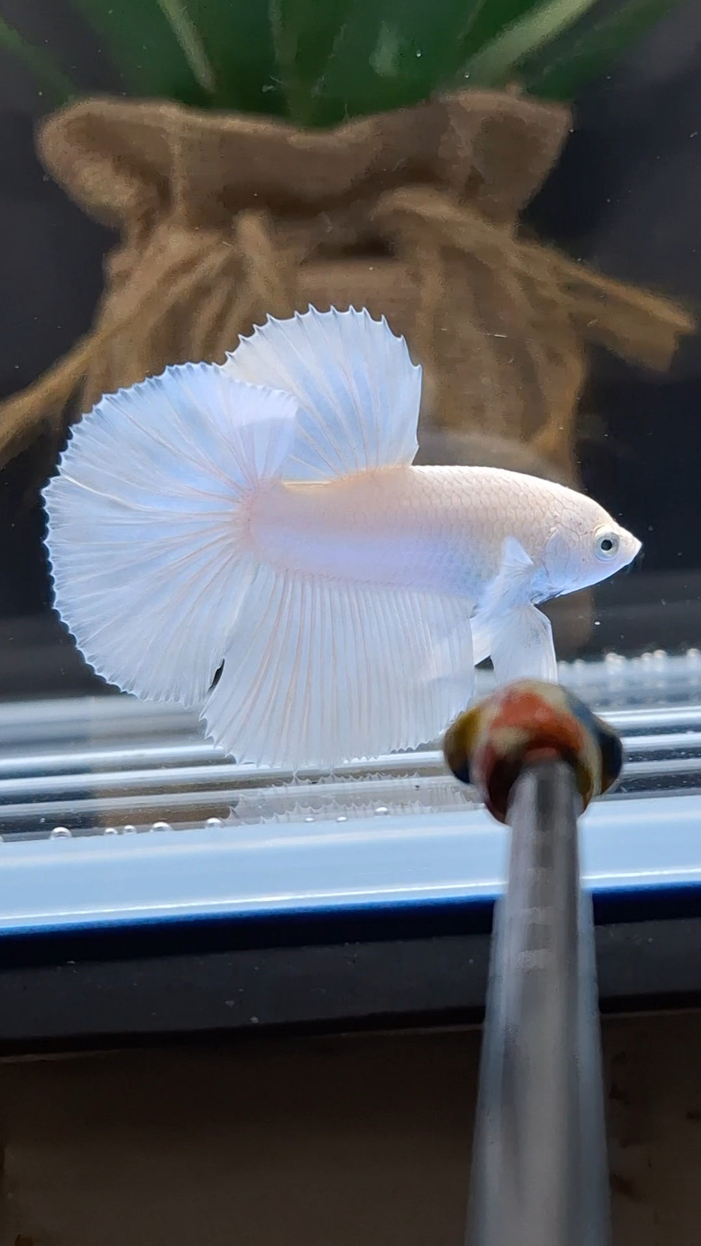 Halfmoon White Platinum Betta Fish Male