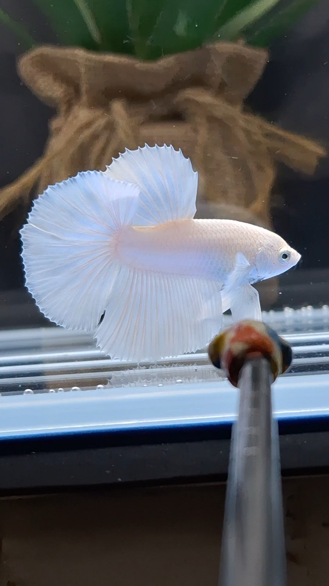 Halfmoon White Platinum Betta Fish Male