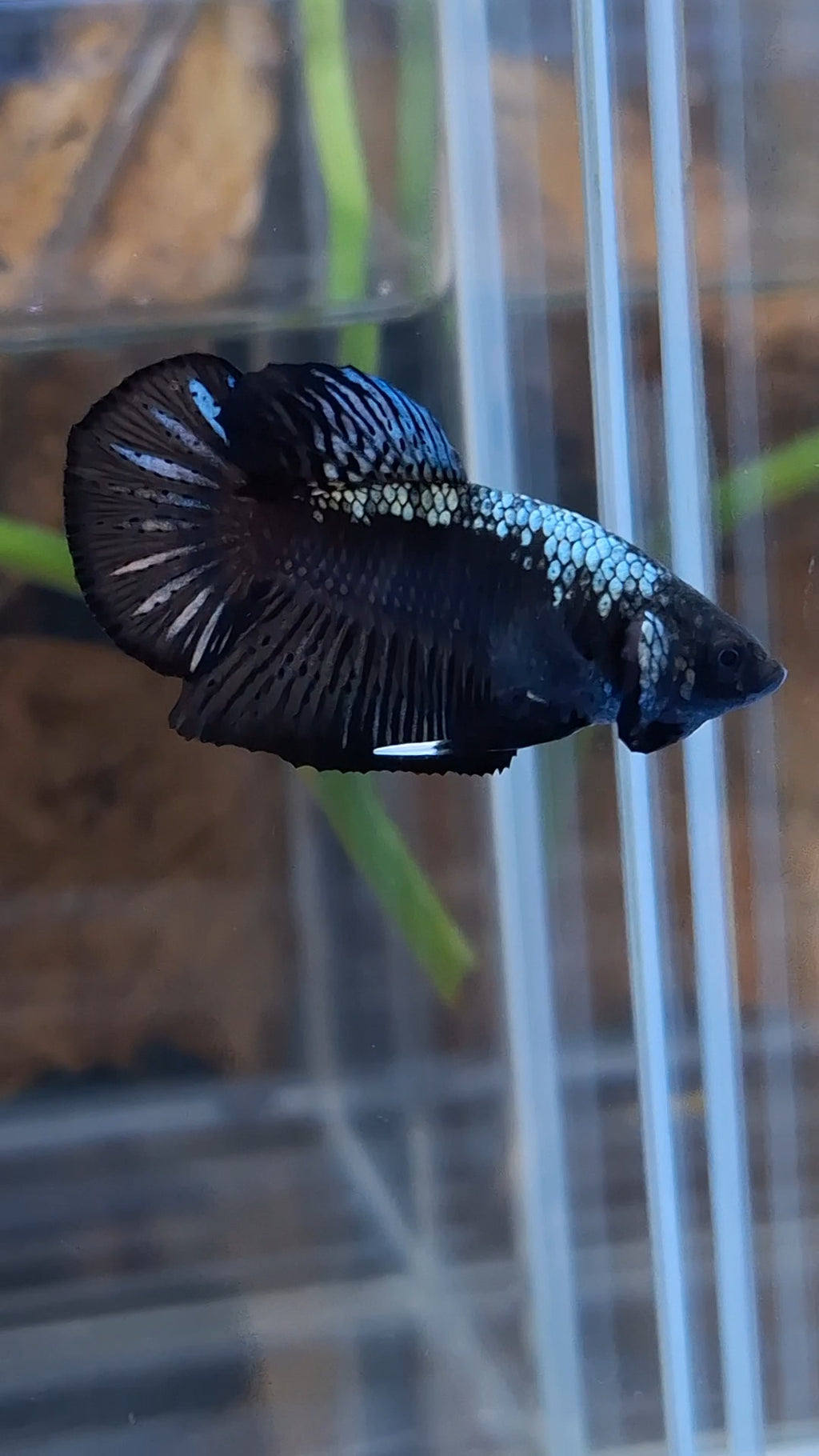 Samurai Plakat HMPK Betta Fish Male