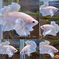 Premium Super Dumbo Ear Rose Rare Betta Fish Male