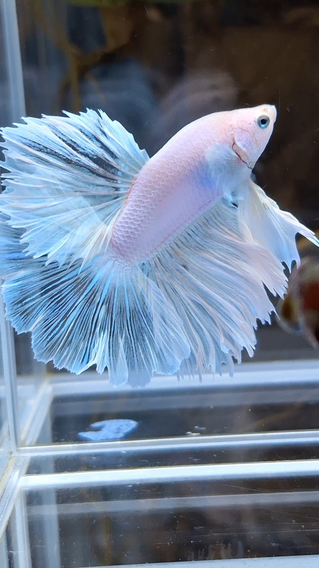 Halfmoon Feathertail White Unicorn Betta Fish Male