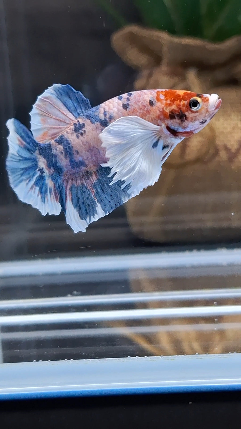 Dumbo Ear Candy Multicolor Plakat HMPK Betta Fish Male