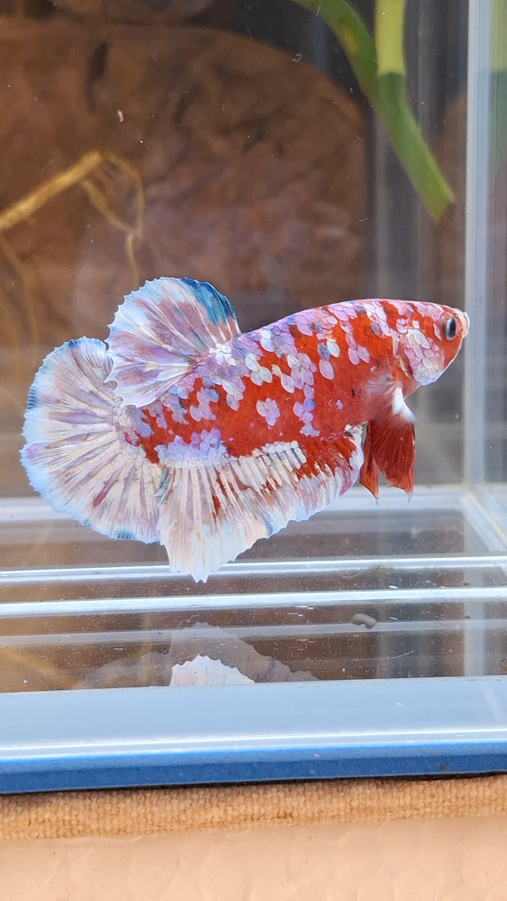 Barongsai Plakat HMPK Betta Fish Male