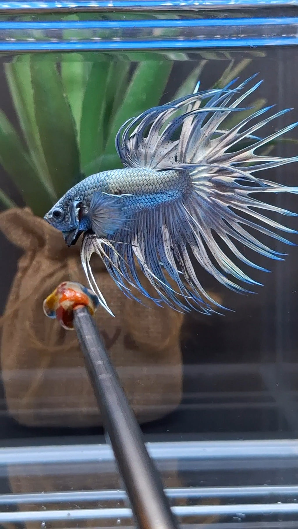 Premium Crowntail Copper Large Size Betta Fish Male