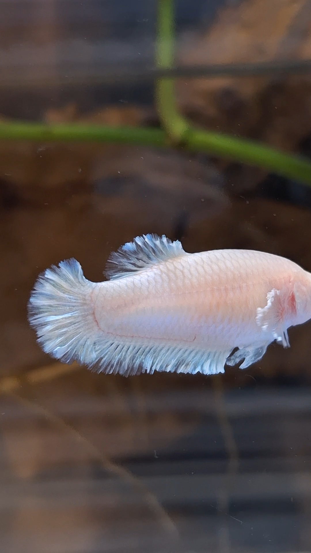King Feathertail Unicorn Female Betta Fish For Sorority / Breed
