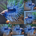 Crowntail Grizzle Betta Fish Male