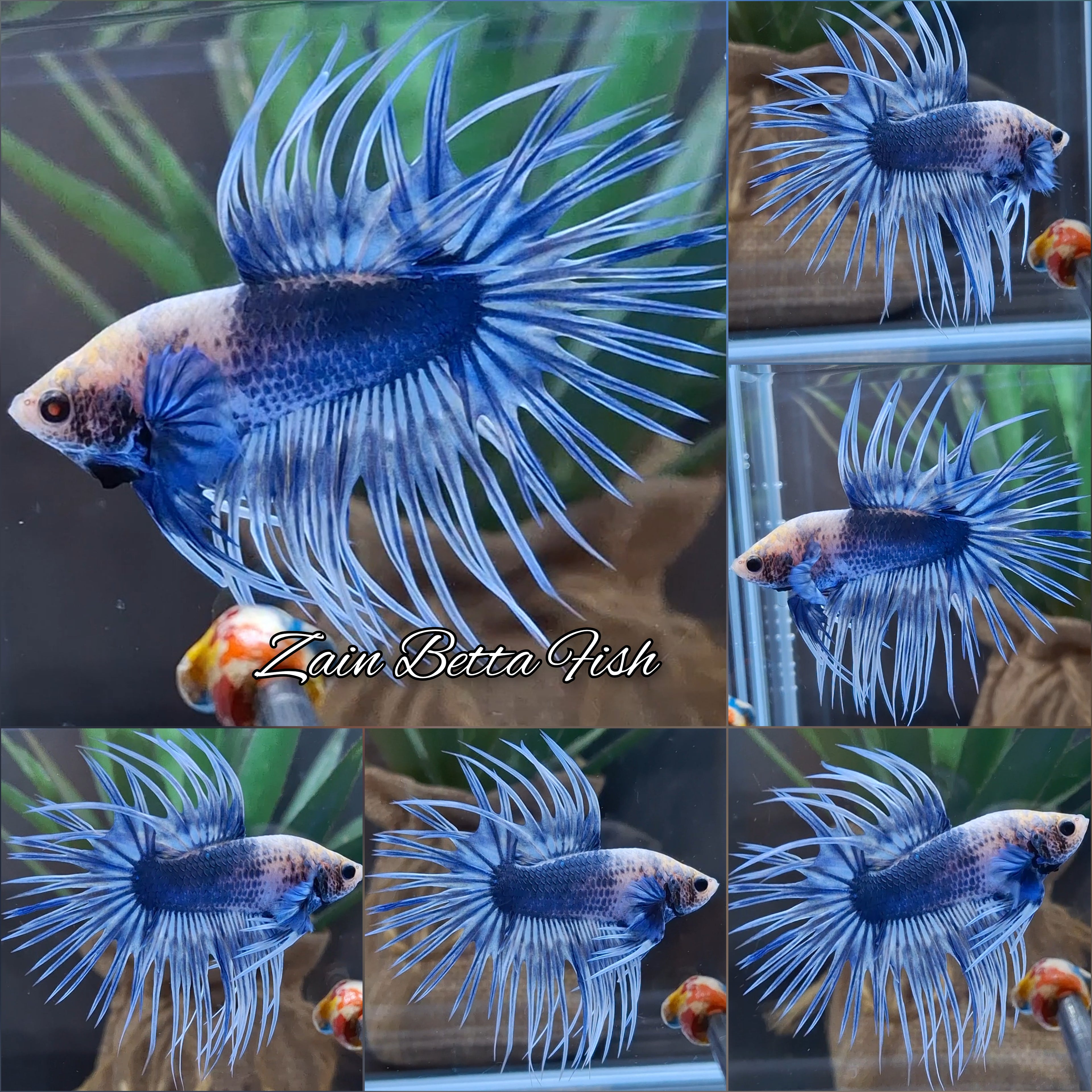 Crowntail Grizzle Betta Fish Male