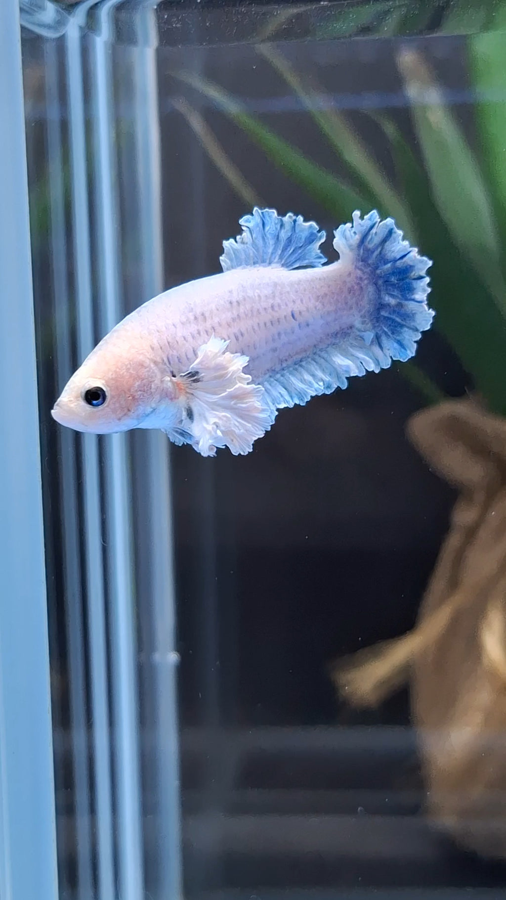 King Feathertail Rose Dumbo Ear Female Betta Fish For Sorority / Breed