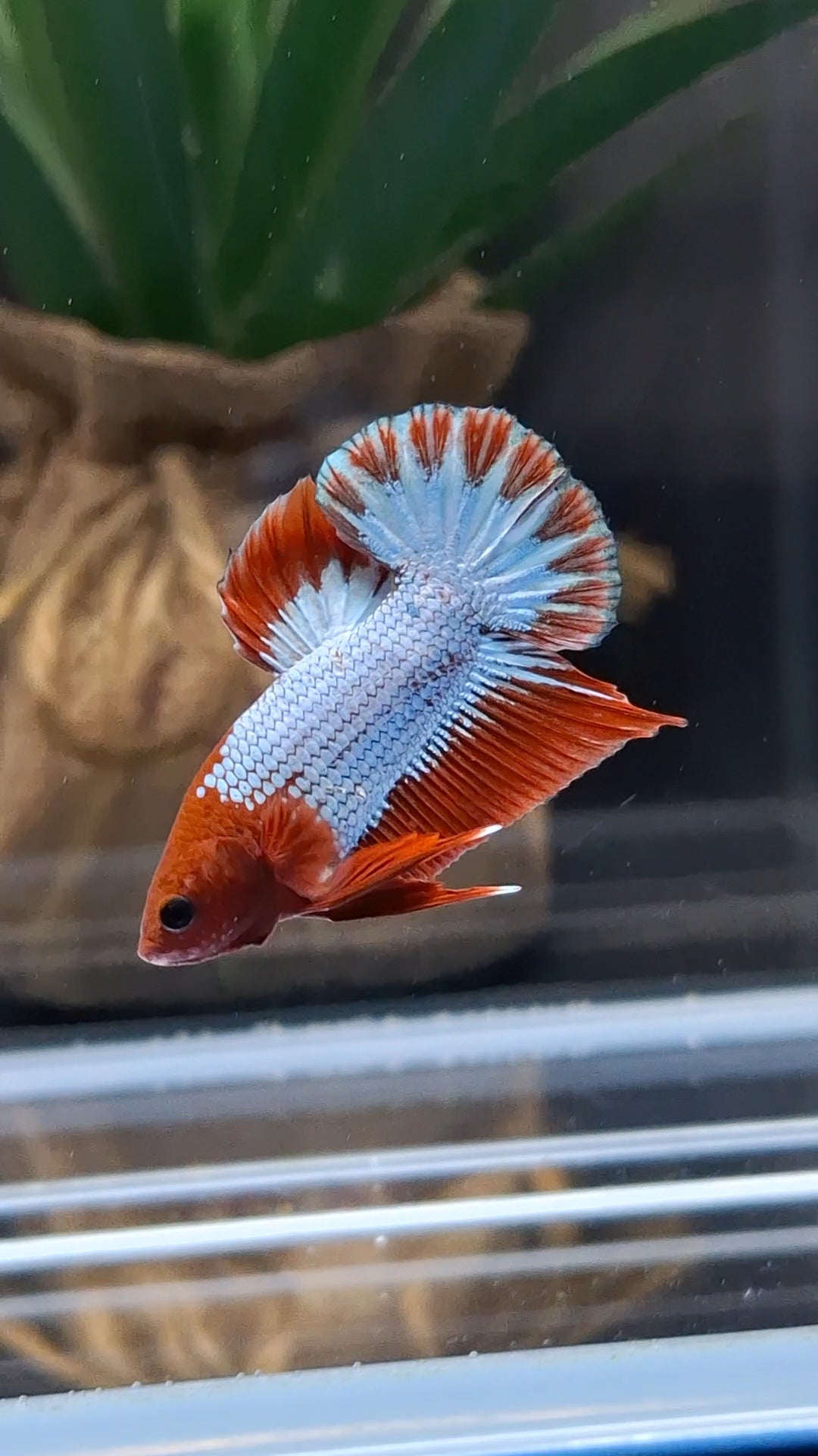 Red Fancy Copper FCCP Startail Plakat HMPK Betta Fish Male