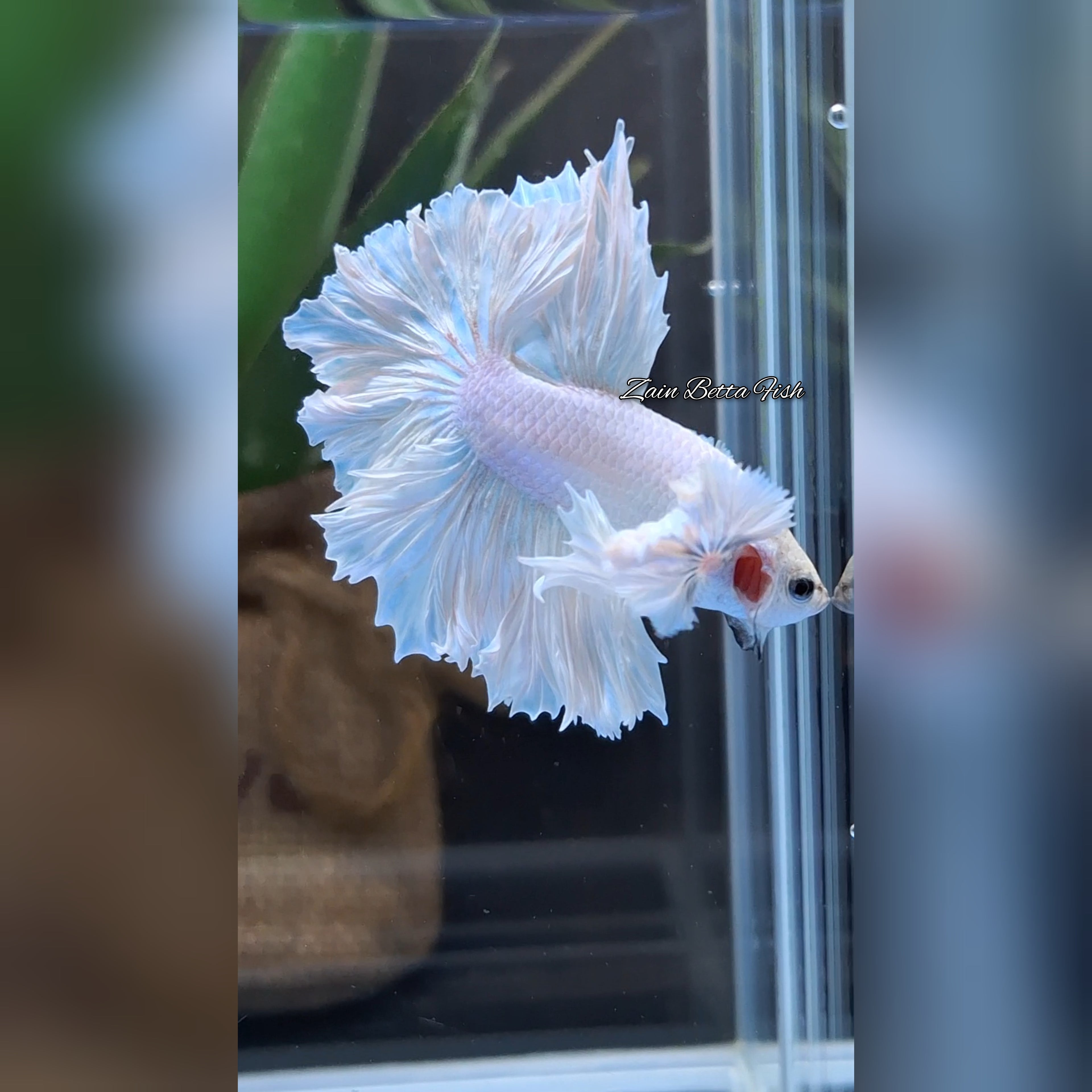King Feathertail Dumbo Ear White Unicorn Rare Premium Betta Fish Male