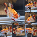 Double Tail Fancy Candy Copper Variant HMPK Betta Fish Male