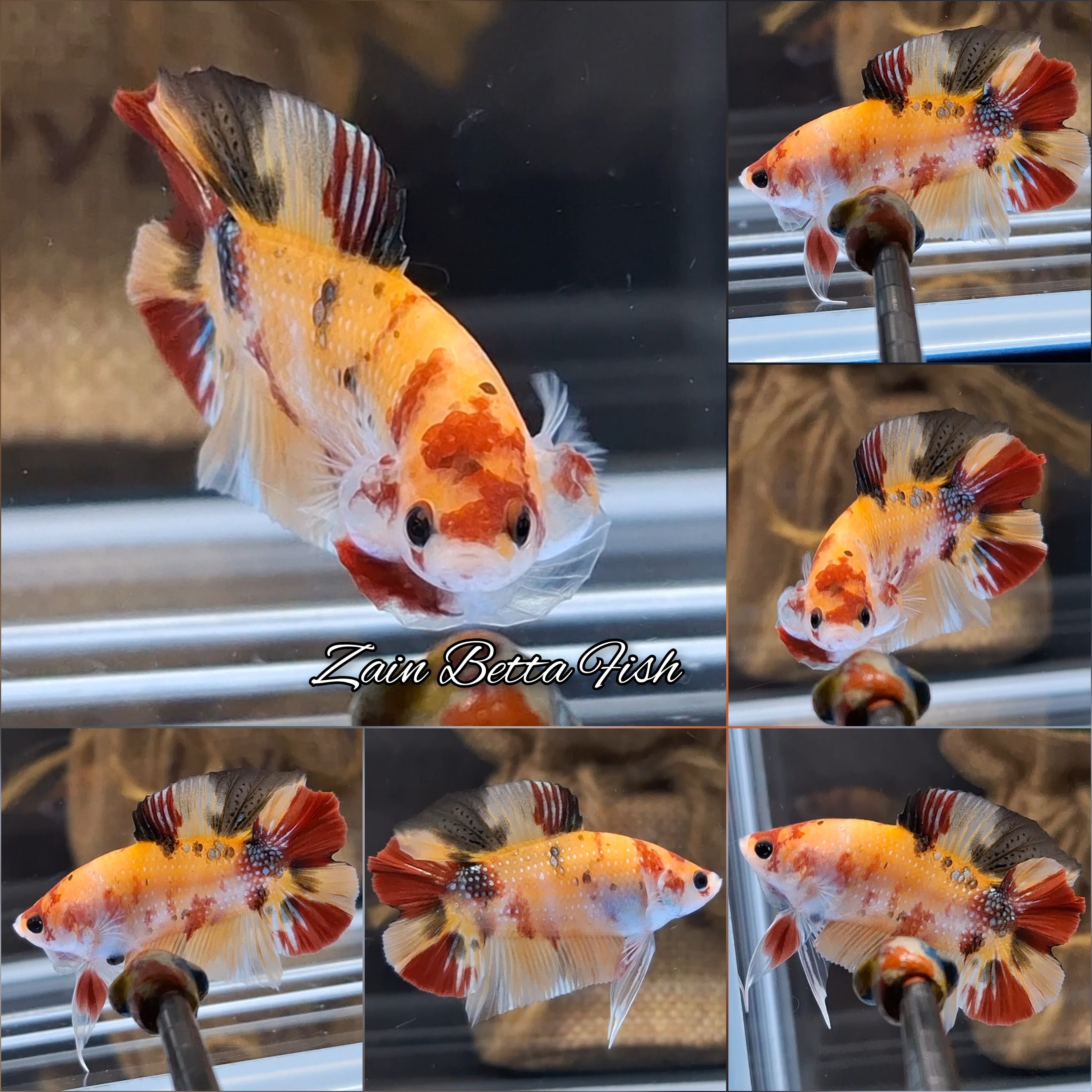 Double Tail Fancy Candy Copper Variant HMPK Betta Fish Male