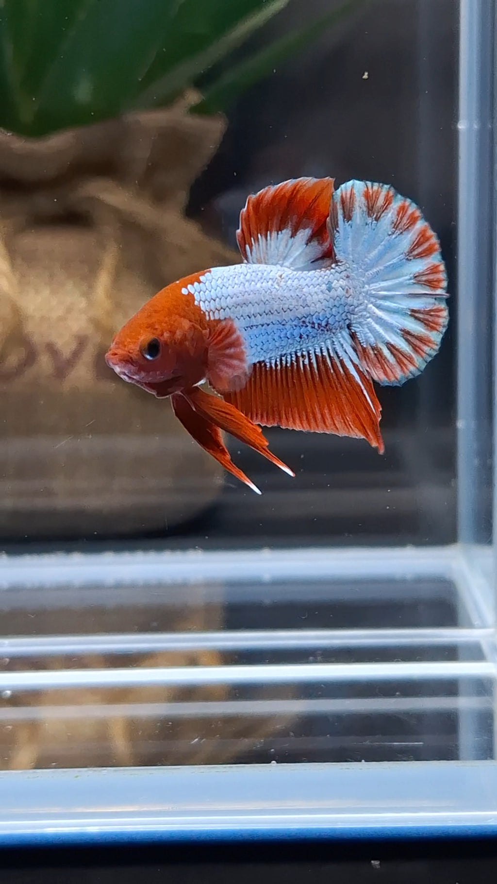 Red Fancy Copper FCCP Startail Plakat HMPK Betta Fish Male