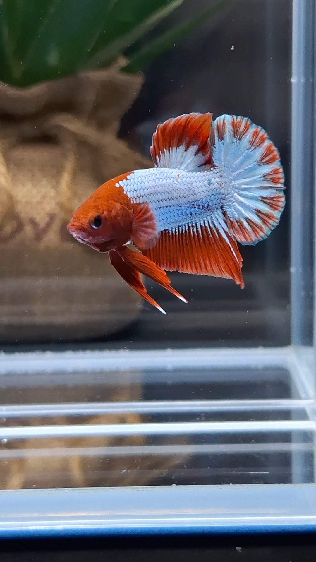 Red Fancy Copper FCCP Startail Plakat HMPK Betta Fish Male