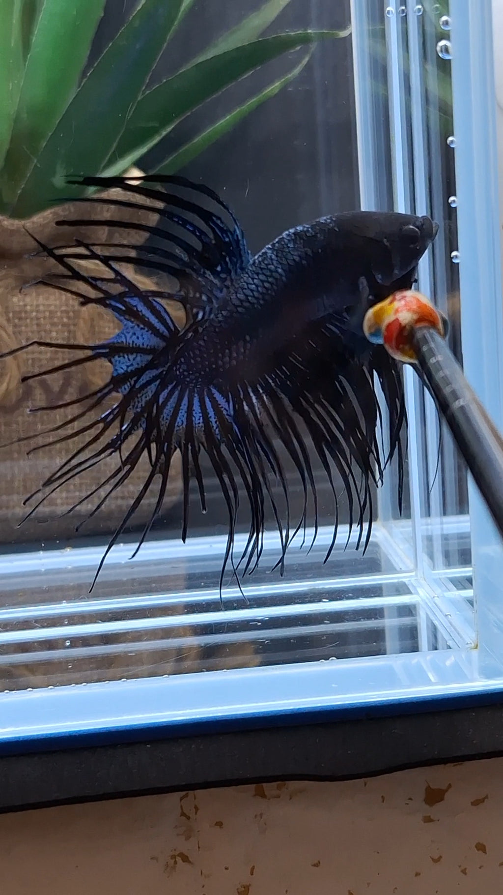 Crowntail Black Orchid Large Size Betta Fish Male