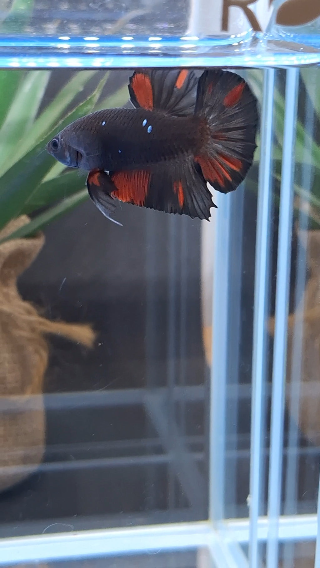 Avatar Black Red Vampire Fire Plakat HMPK Betta Fish Male