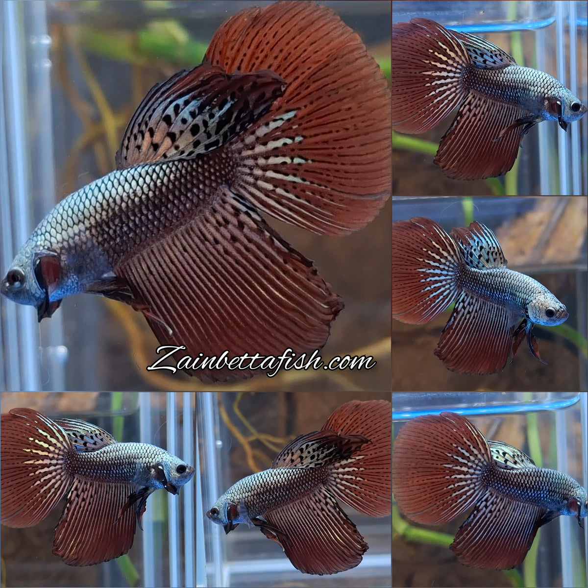 Halfmoon Rare Alien Copper Wild Betta Fish Male