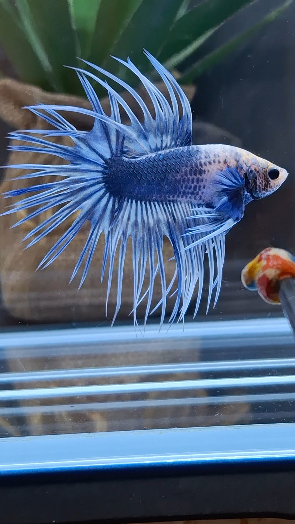 Crowntail Grizzle Betta Fish Male