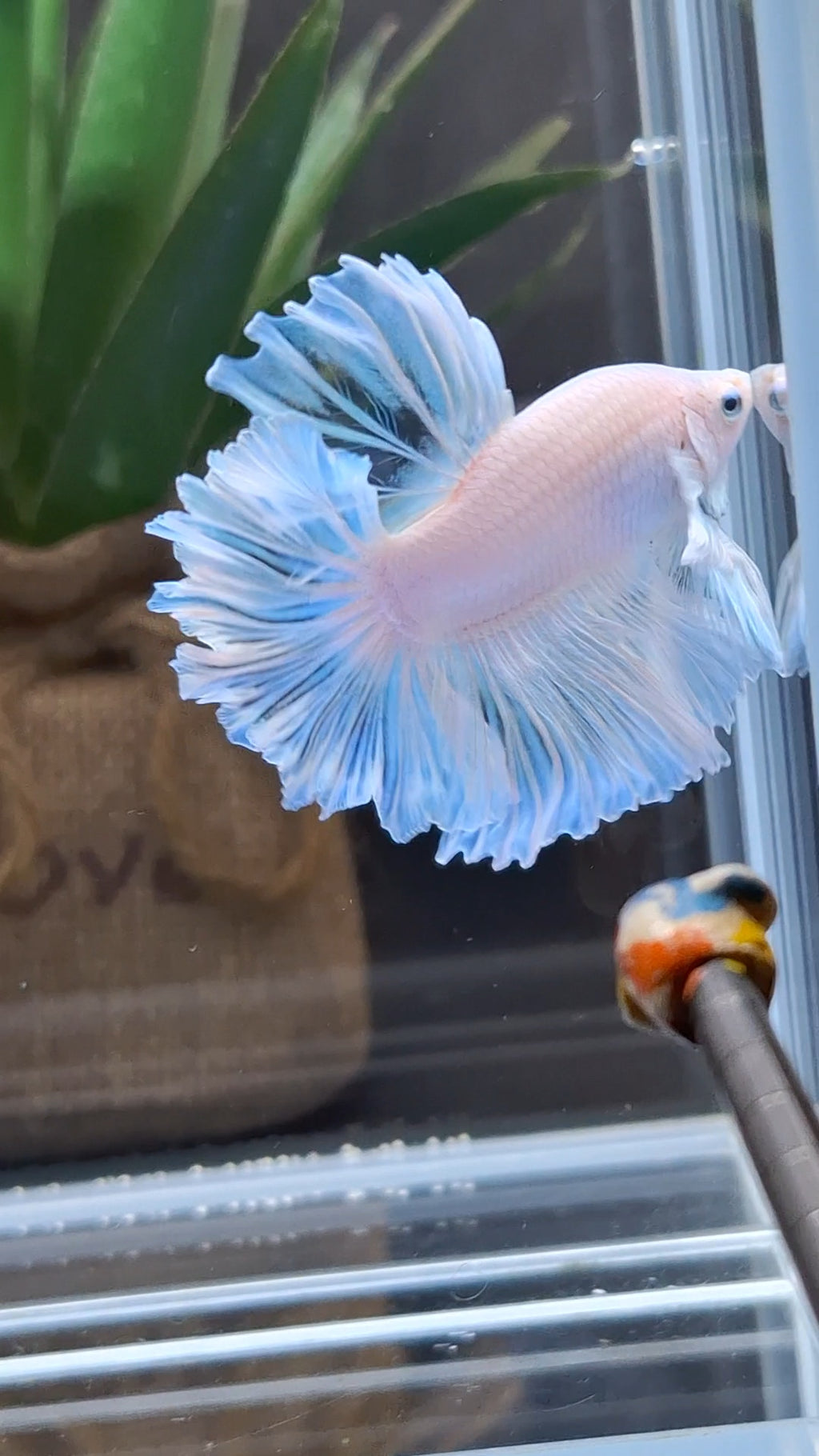 Premium Halfmoon King Feathertail White Unicorn Big Ear Rare Betta Fish Male
