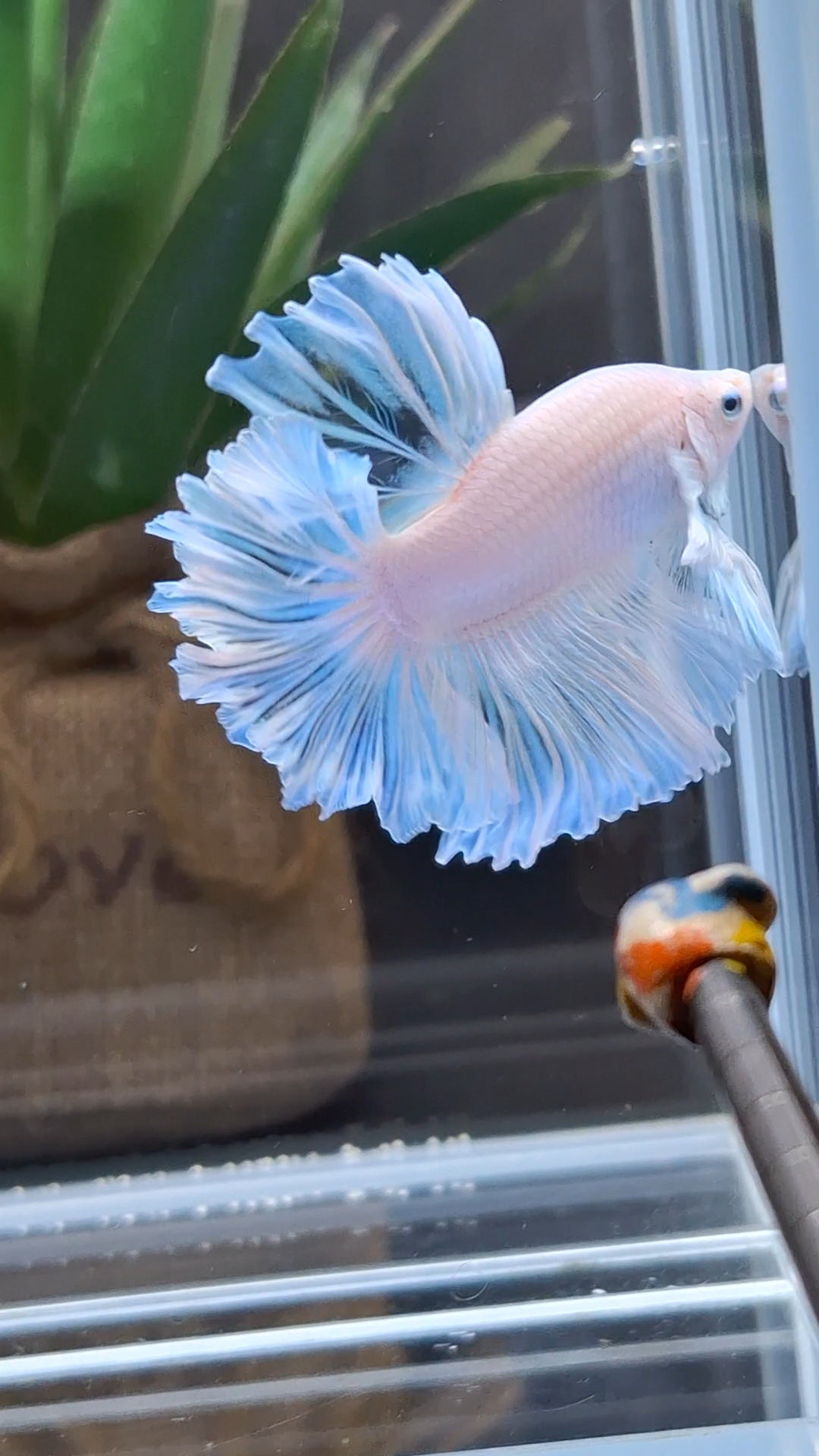 Premium Halfmoon King Feathertail White Unicorn Big Ear Rare Betta Fish Male