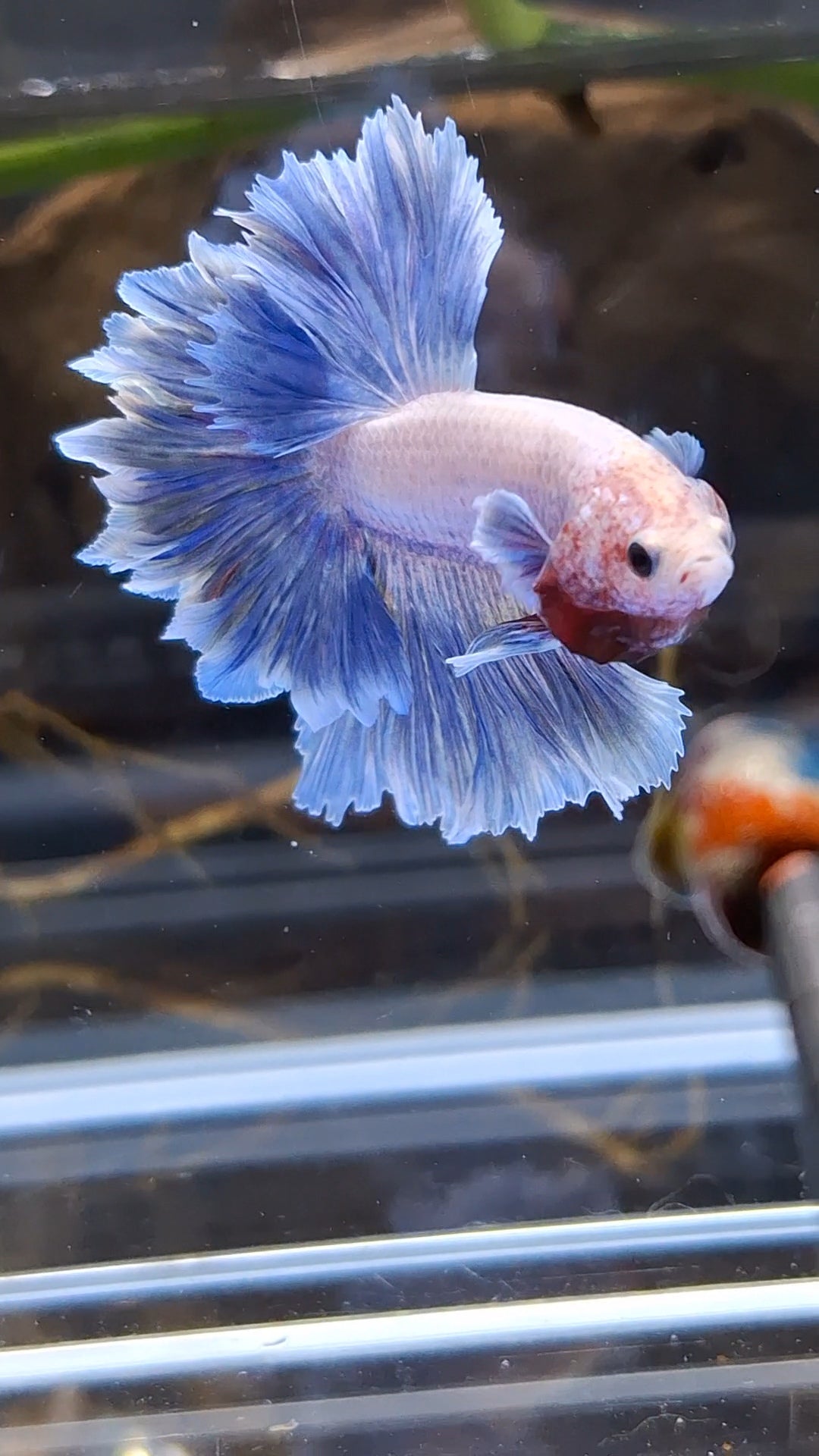 Halfmoon Feathertail Blue Sky Purple Wash Betta Fish Male