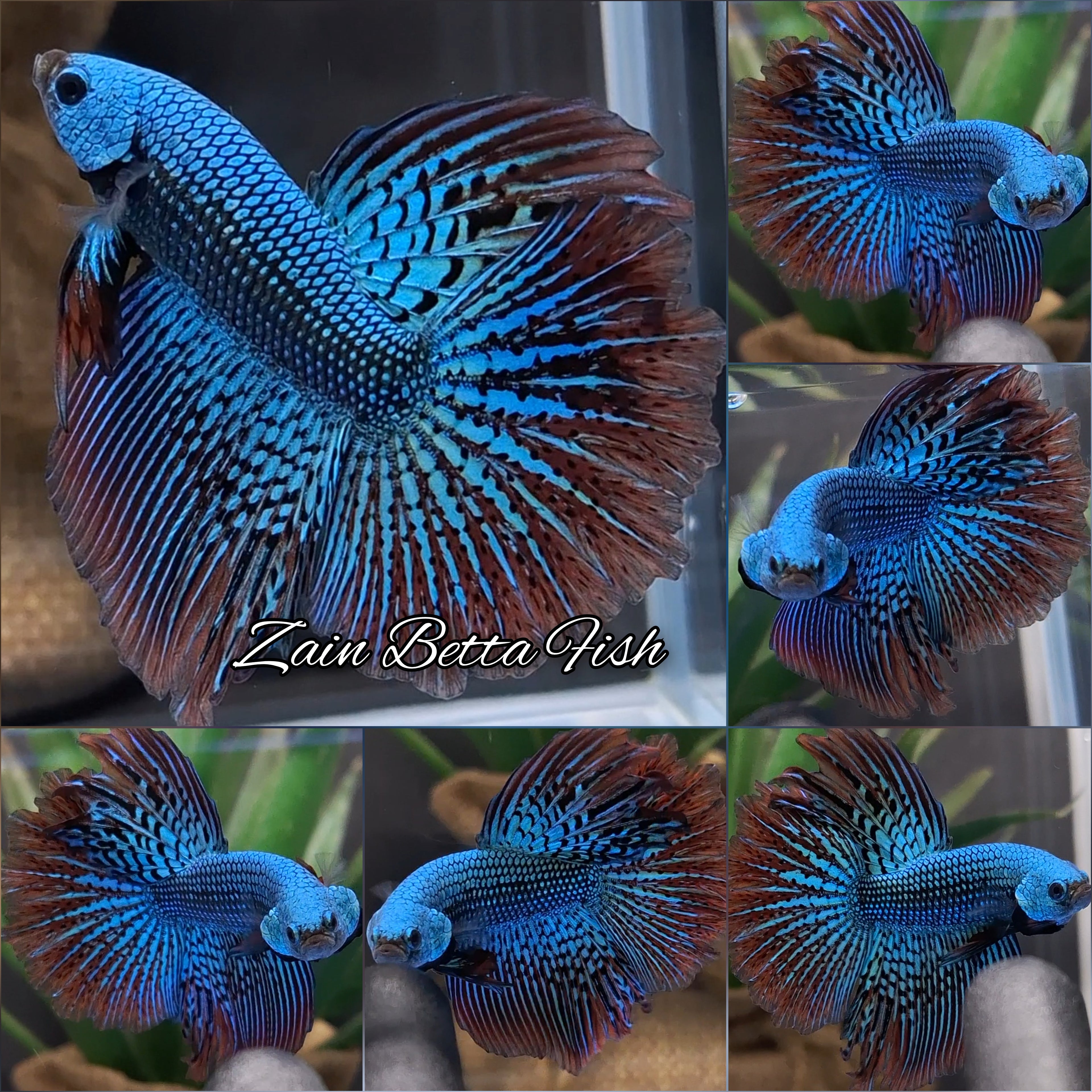 Alien Green Halfmoon Hybrid Rare Wild Betta Fish Male