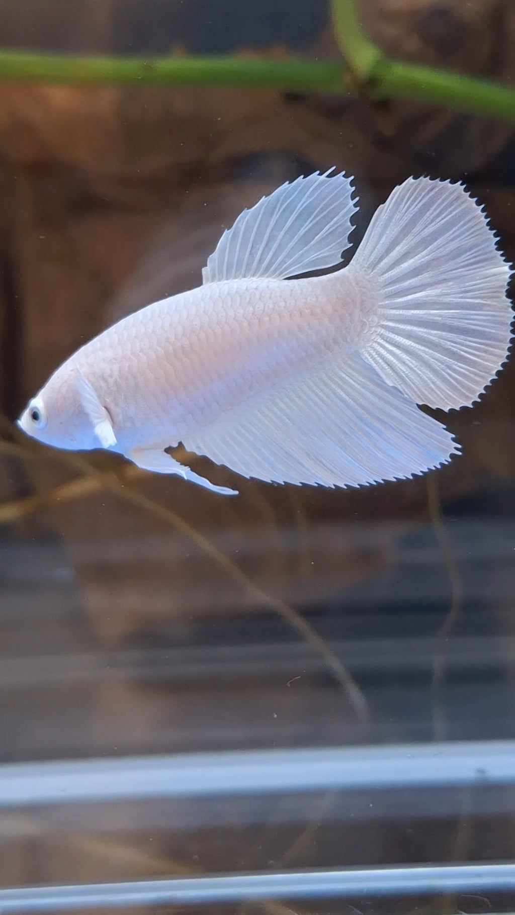 Halfmoon White Platinum Female Betta Fish For Sorority / Breed