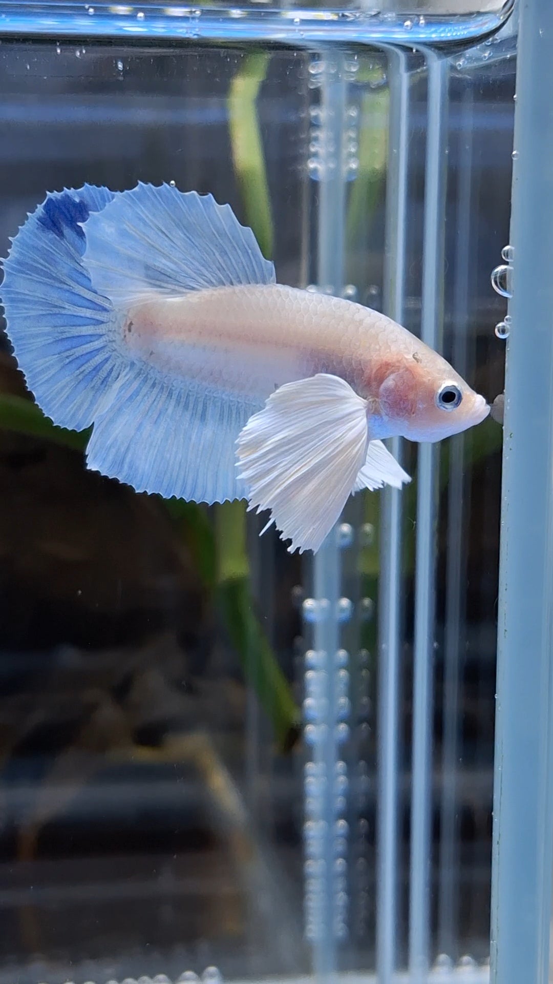 Dumbo Ear White Unicorn Plakat HMPK Betta Fish Male
