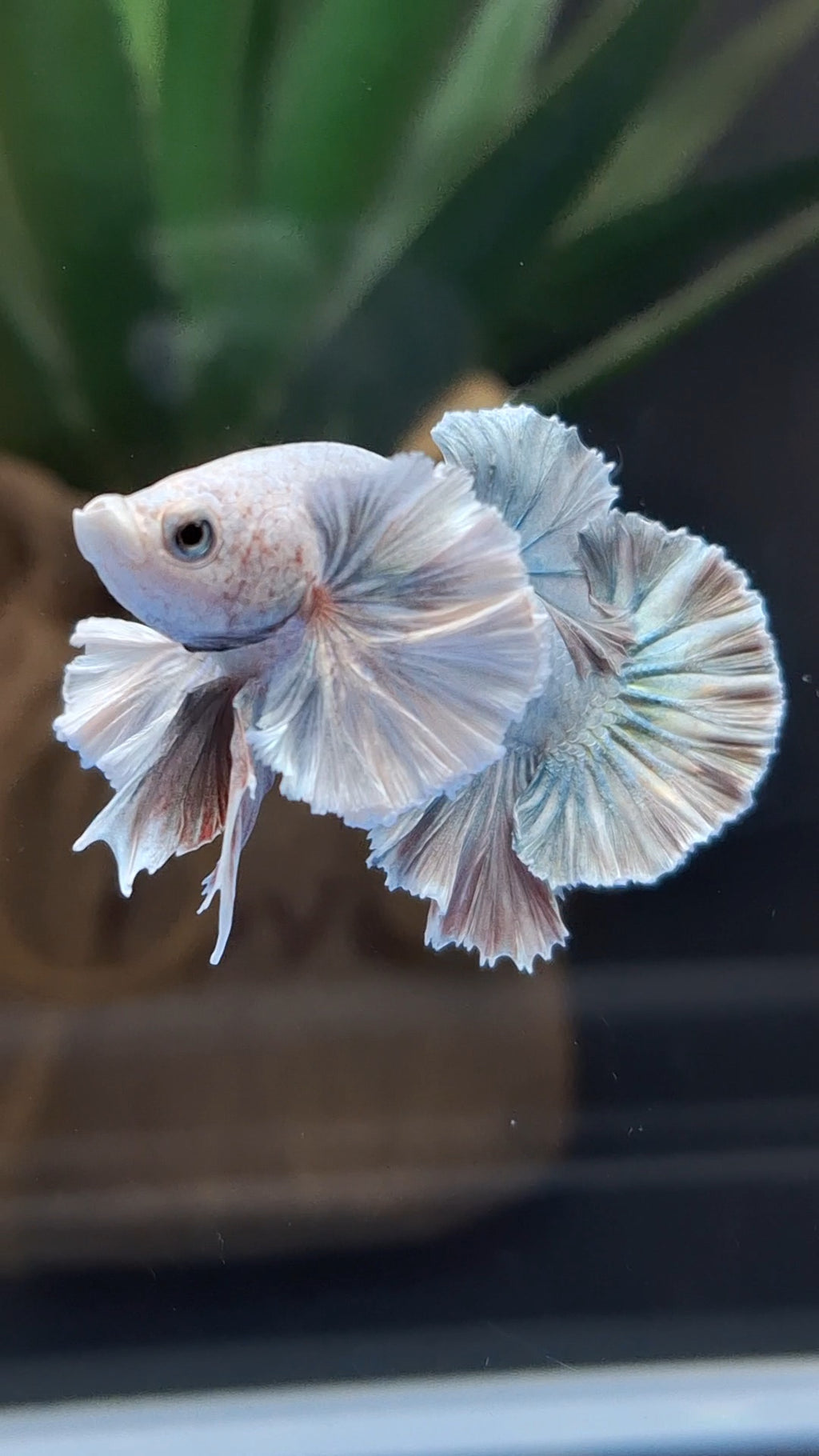 Premium Dumbo Ear Rose Gold Aurora Rare Plakat HMPK Betta Fish Male
