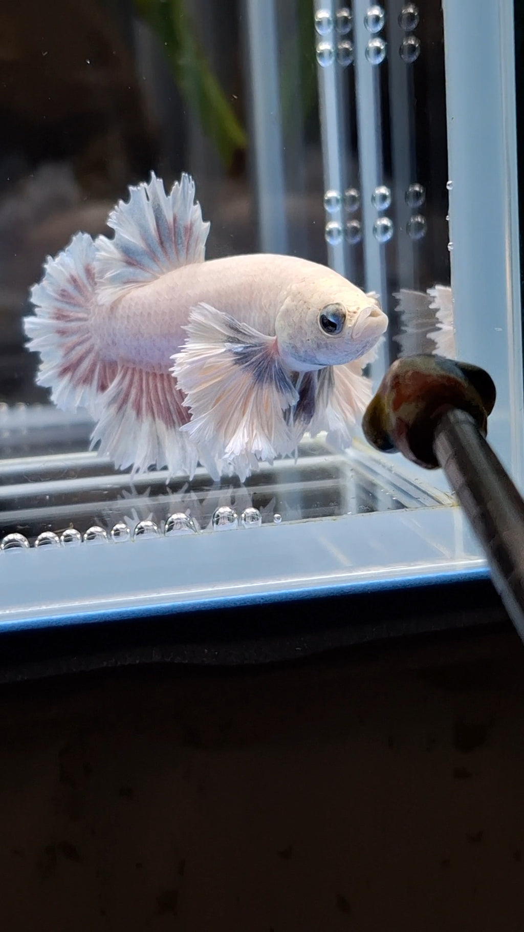 King Feathertail Rose Dumbo Ear Plakat HMPK Rare Betta Fish Male