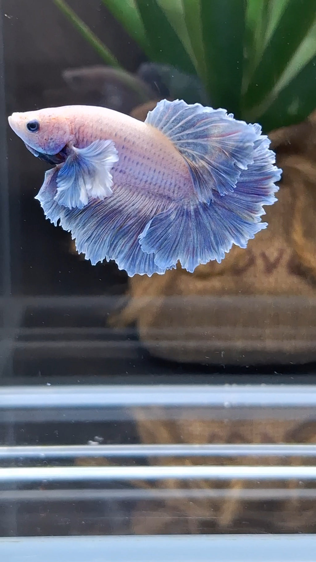 King Feathertail Rose Dumbo Ear Grizzle Betta Fish Male