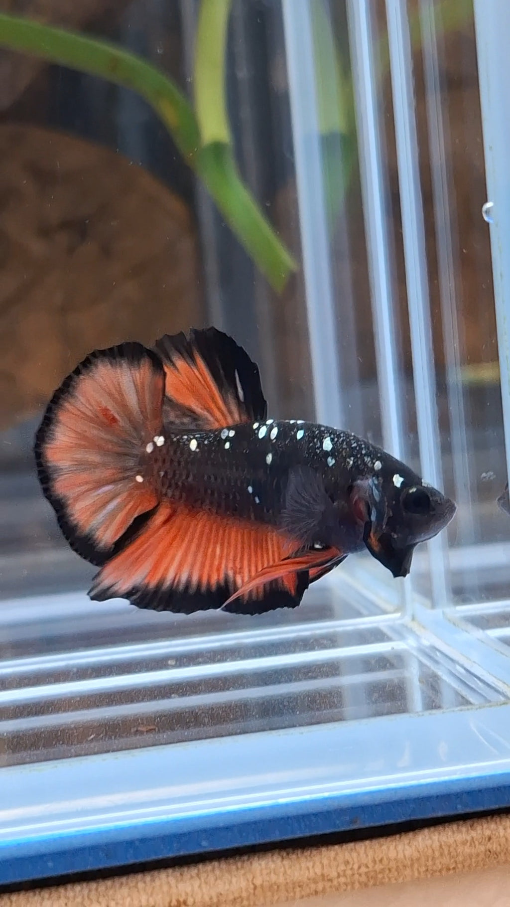 Avatar Nemo Copper Gold Black Variation Plakat HMPK Betta Fish Male
