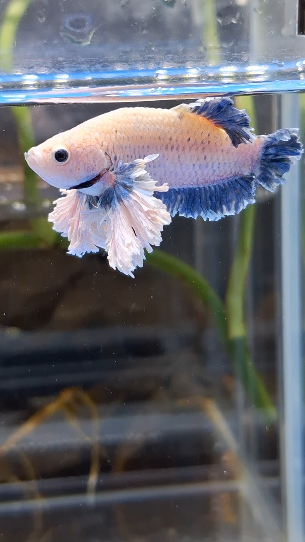 Plakat King Rose Dumbo Ear Rare Betta Fish Male