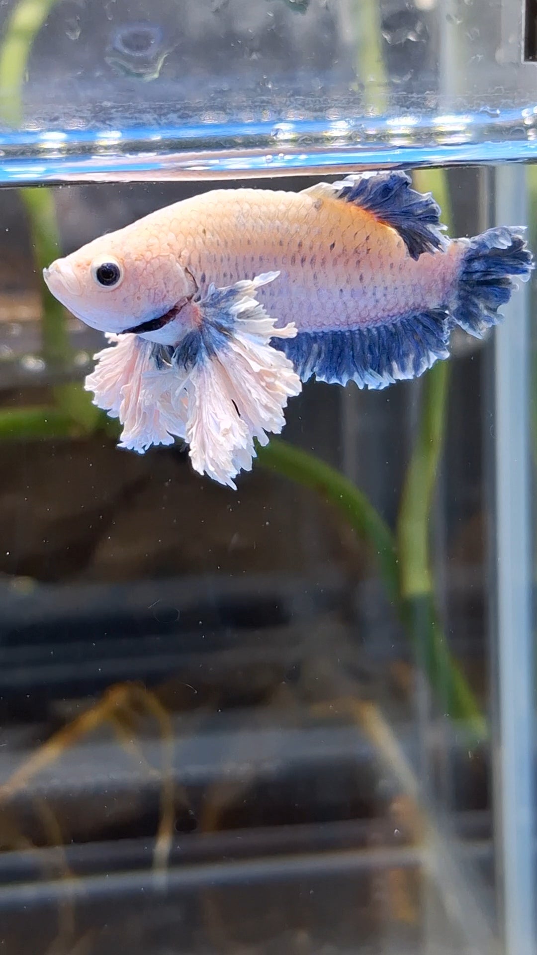 Plakat King Rose Dumbo Ear Rare Betta Fish Male