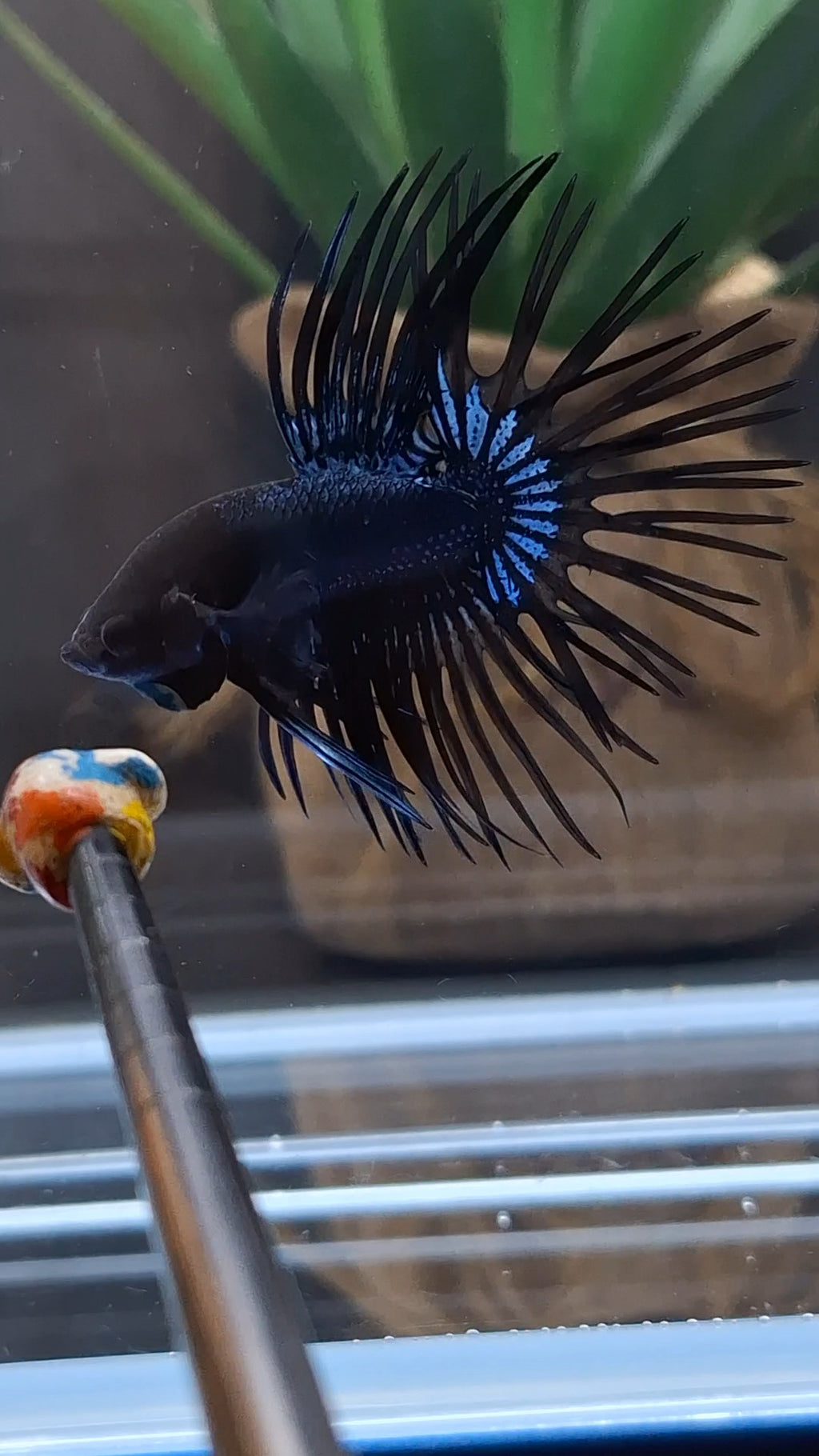 Crowntail Black Orchid Betta Fish Male