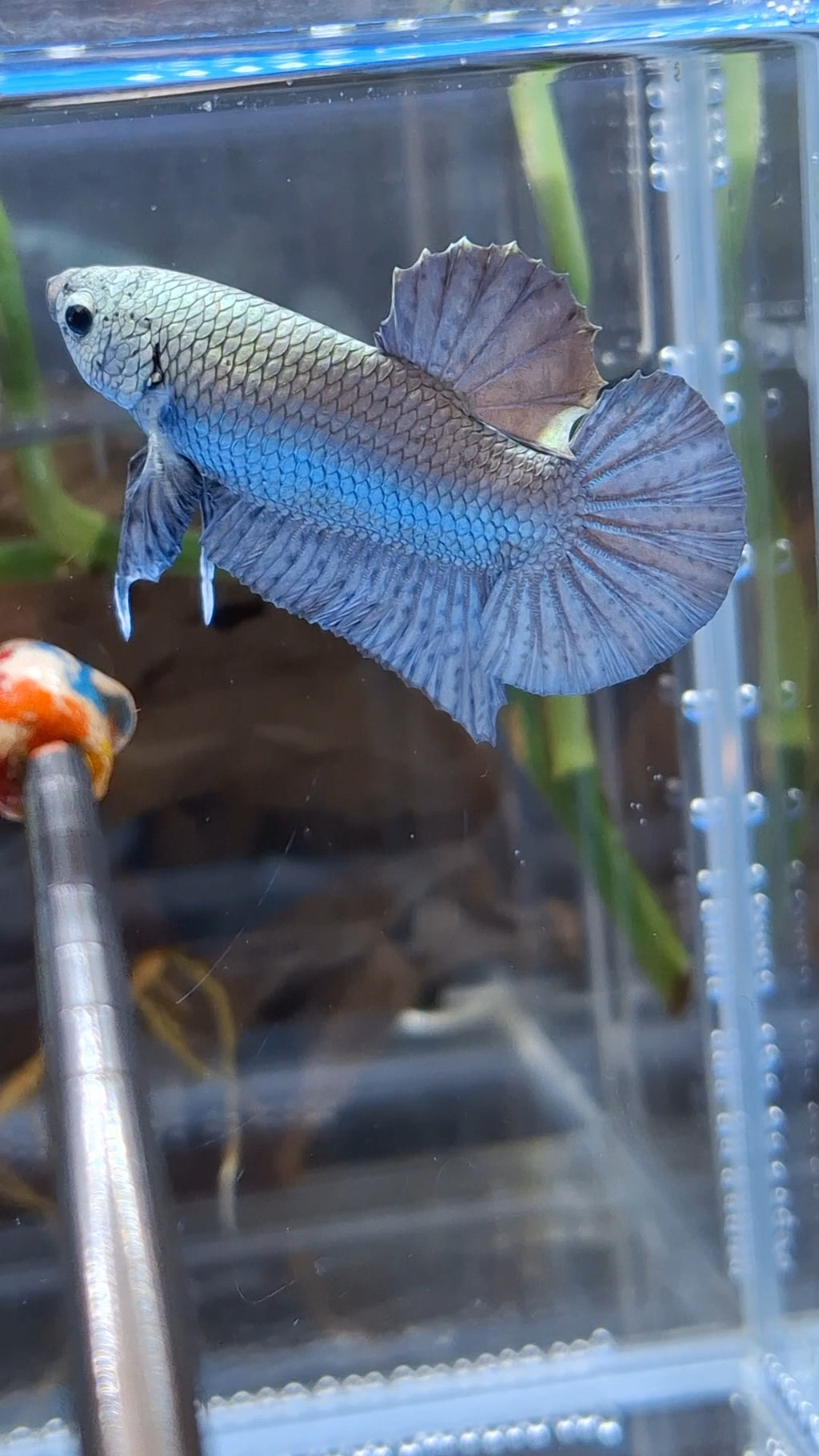 Copper Solid Size Large Plakat HMPK Betta Fish Male
