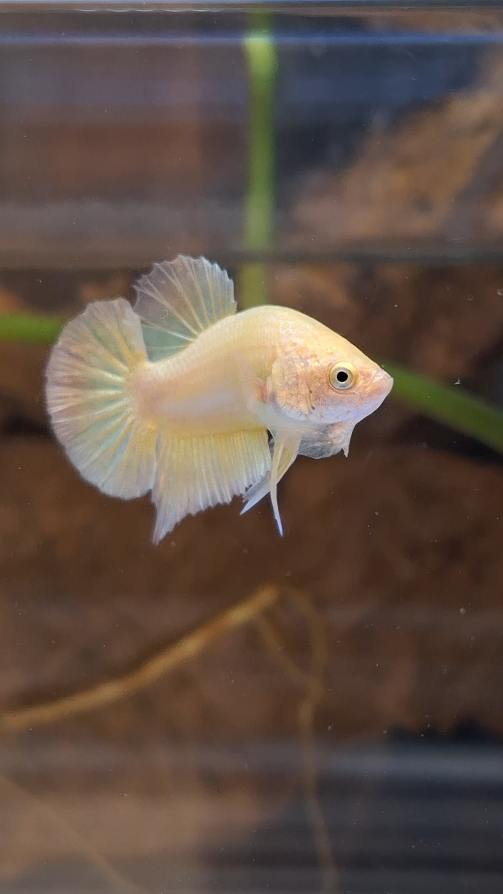 Gold Plakat HMPK Betta Fish Male