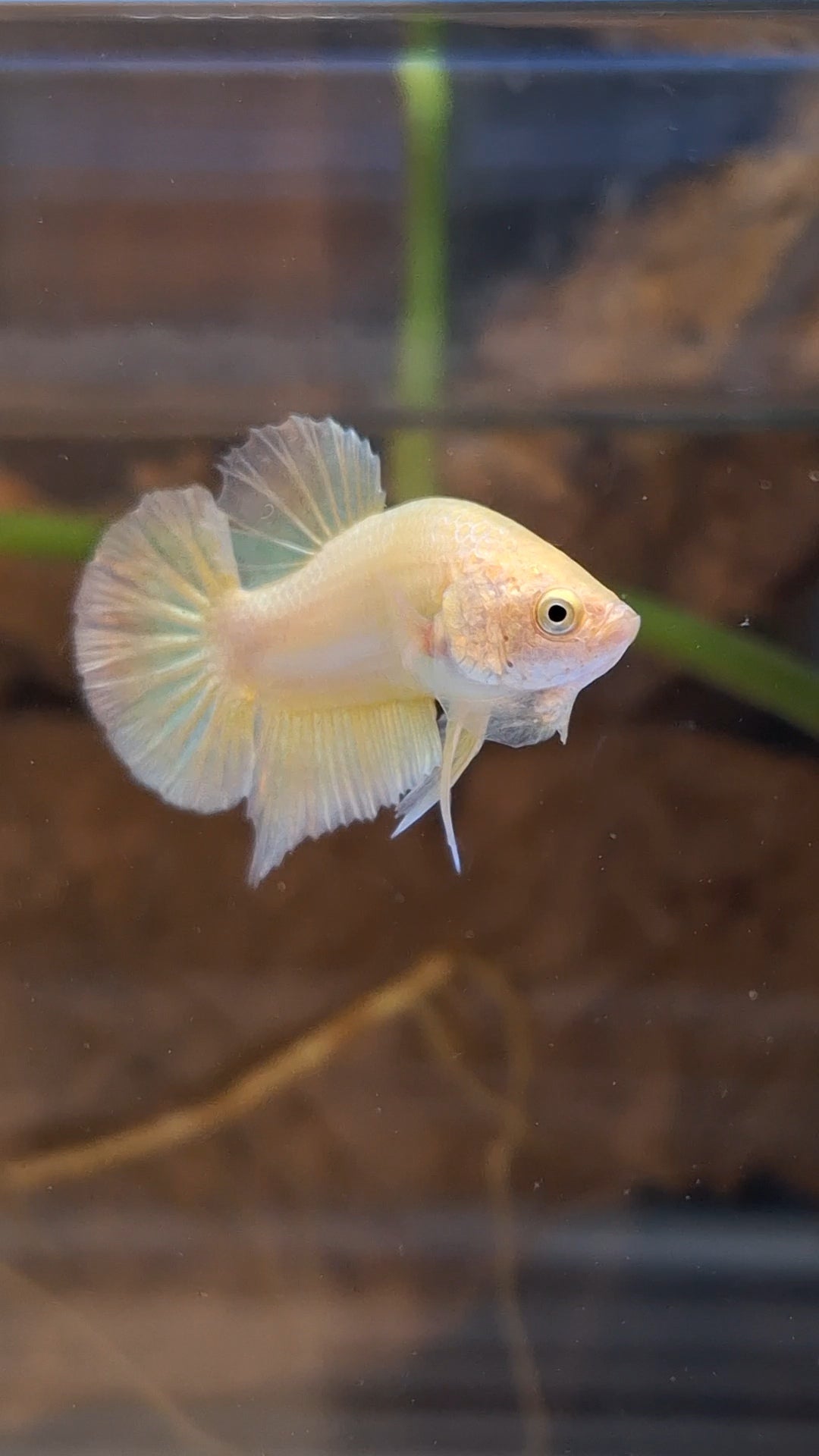 Gold Plakat HMPK Betta Fish Male