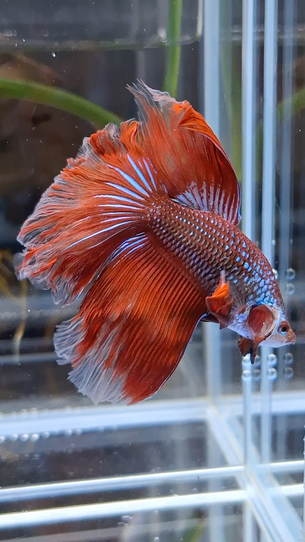 Halfmoon Rosetail Curly Red Imbellis Rare Hybrid Wild Betta Fish Male