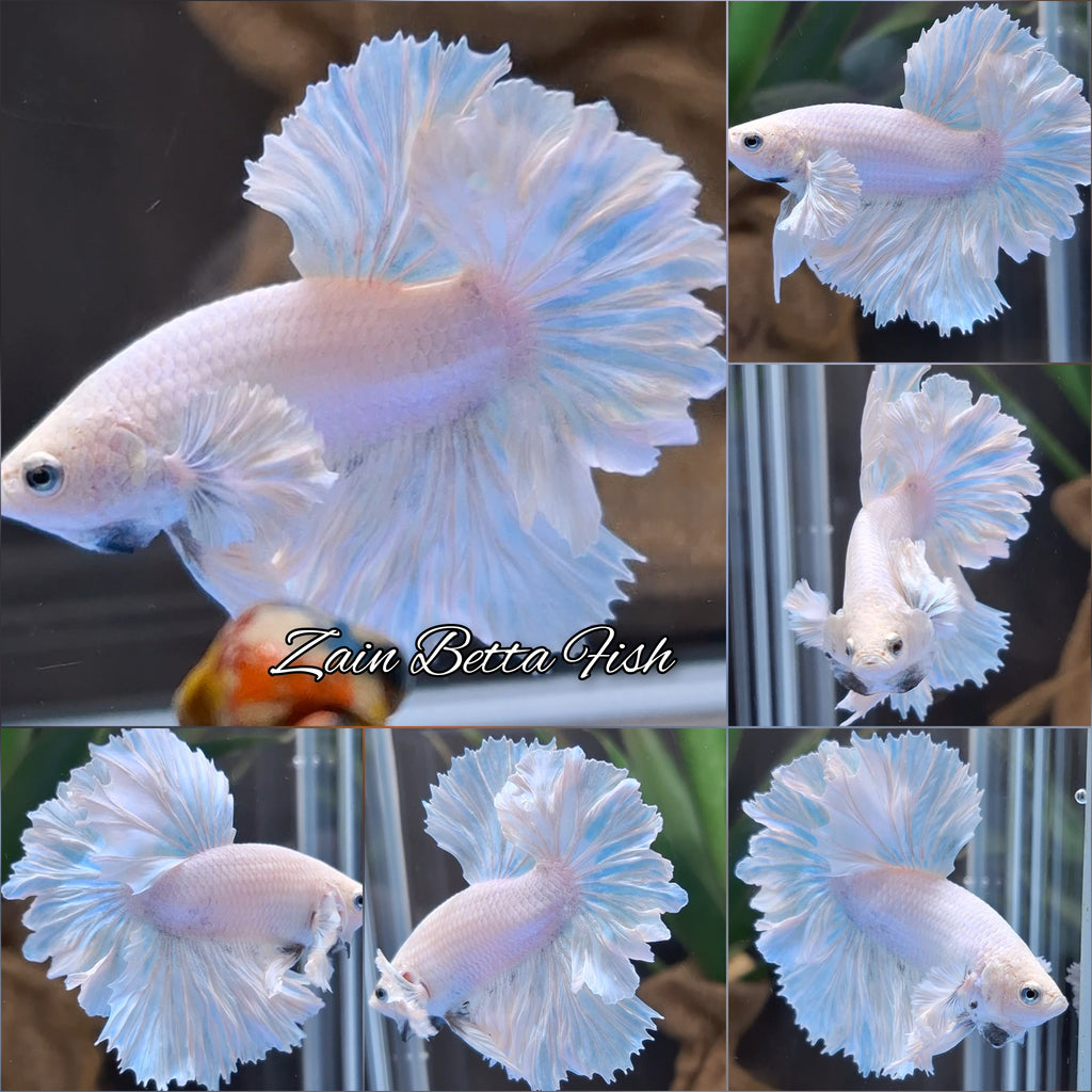 King Feathertail Dumbo Ear White Unicorn Premium Rare Betta Fish Male