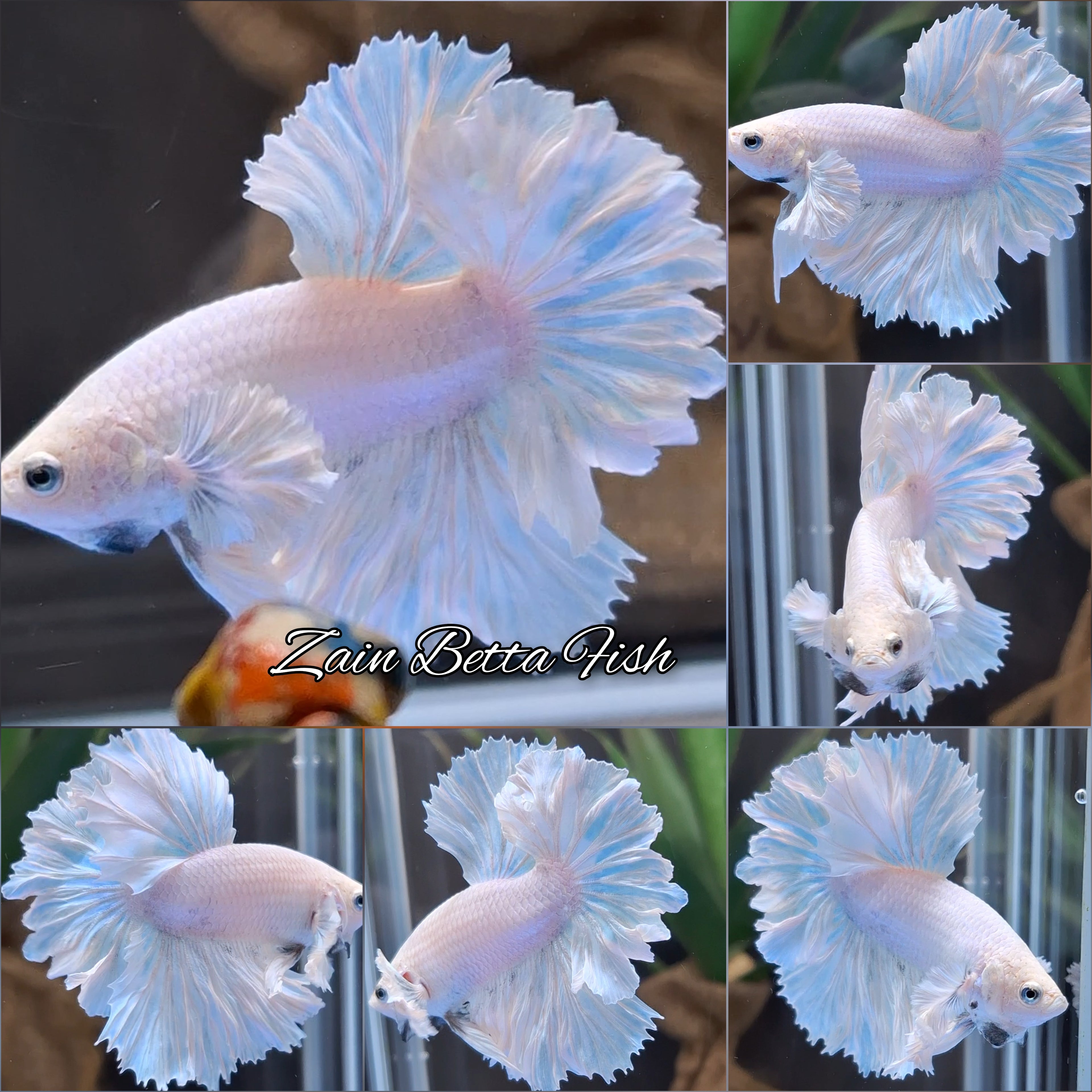 King Feathertail Dumbo Ear White Unicorn Premium Rare Betta Fish Male