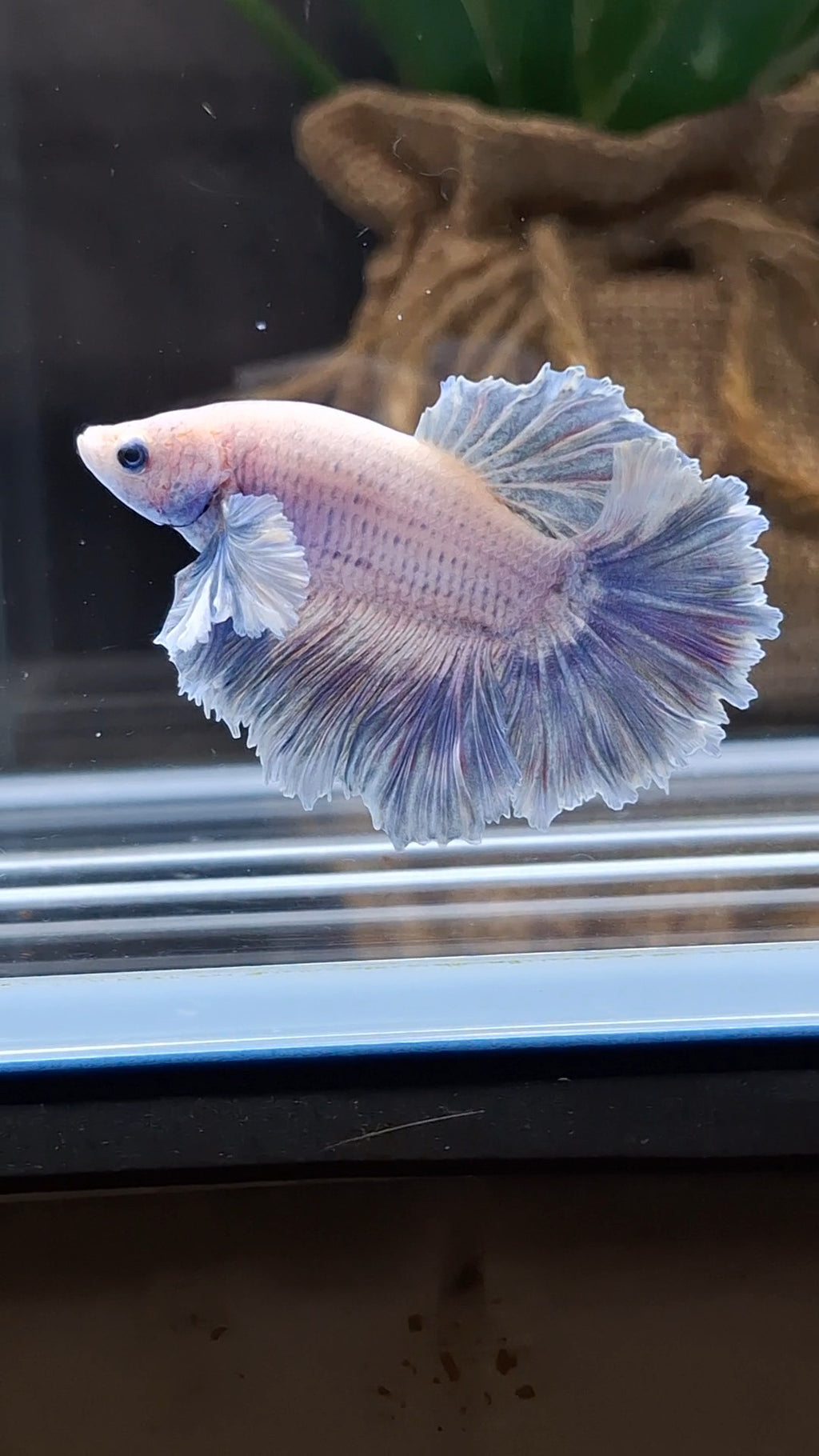 King Feathertail Rose Dumbo Ear Grizzle Betta Fish Male