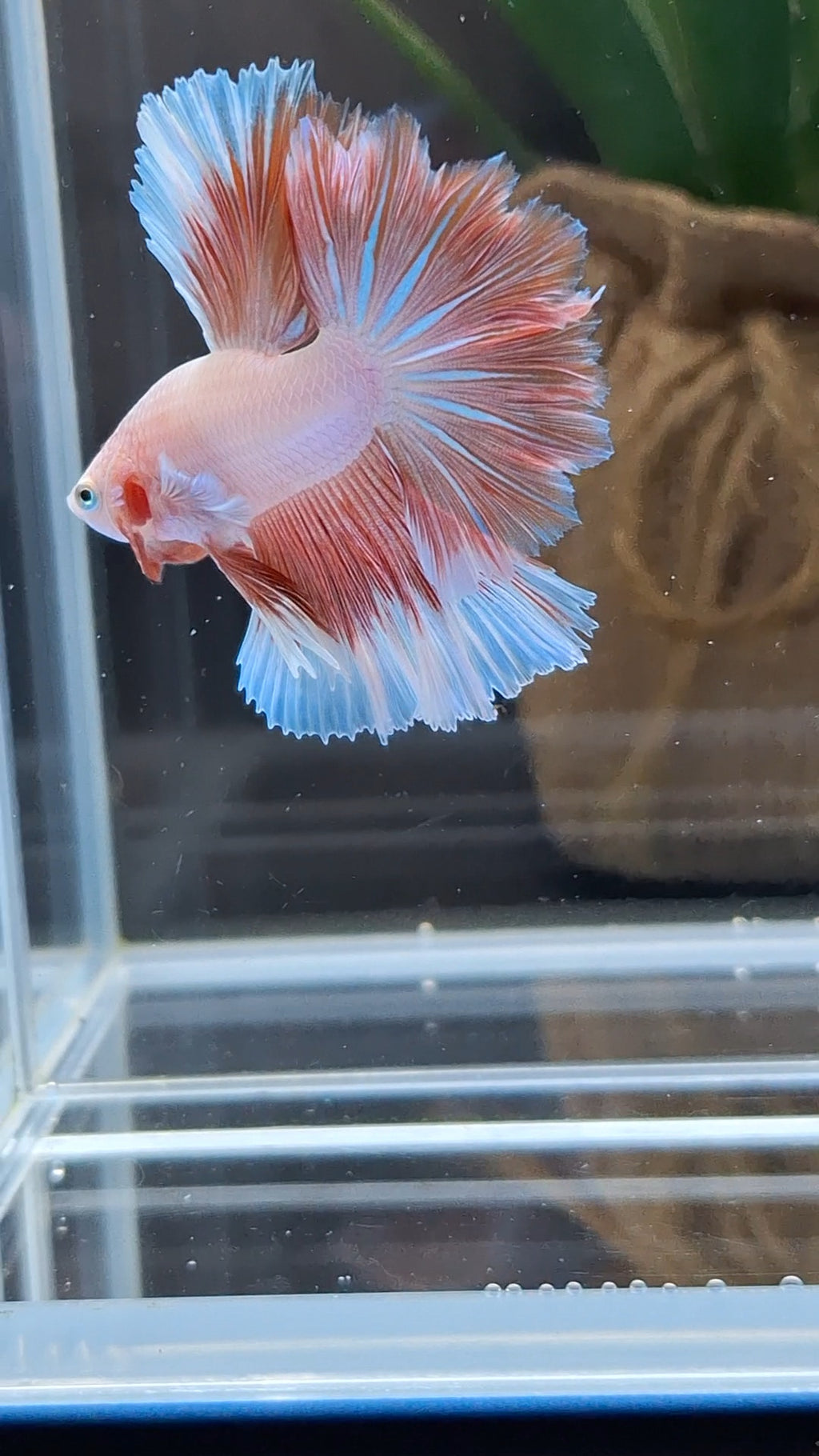 Halfmoon Feathertail Pink Aurora Betta Fish Male