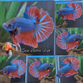 Big Tail Startail HMPK Betta Fish Male